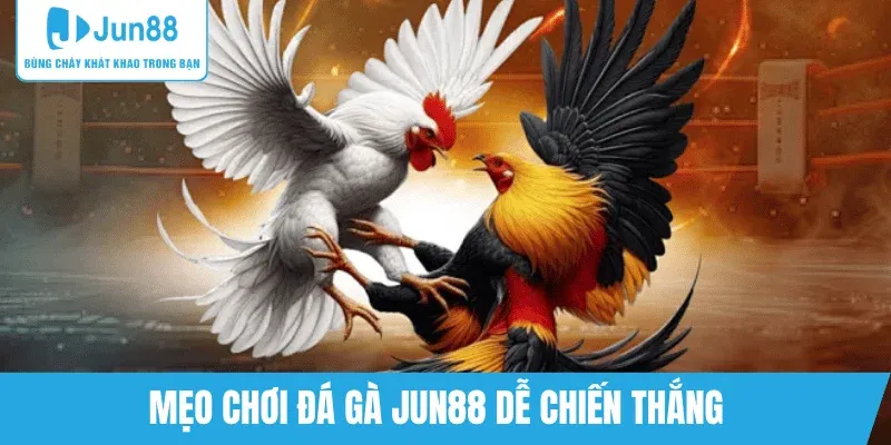 chien-thuat-thang-trong-da-ga-jun88