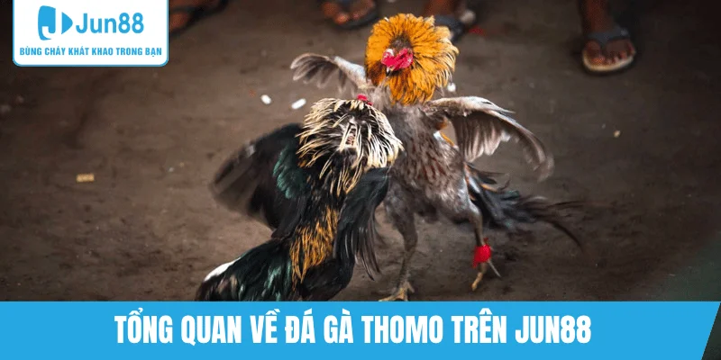 da-ga-thomo-truc-tuyen-tren-he-thong-jun88
