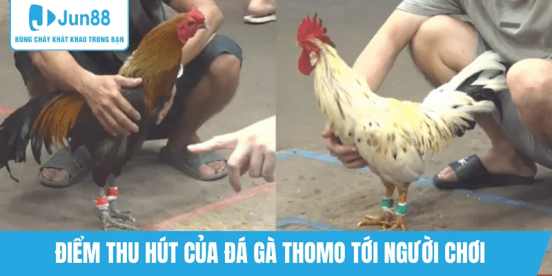 ly-do-da-ga-thomo-duoc-nguoi-choi-ua-chuong