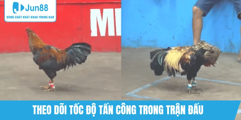 theo-doi-nhip-do-ra-don-cua-ga-chien