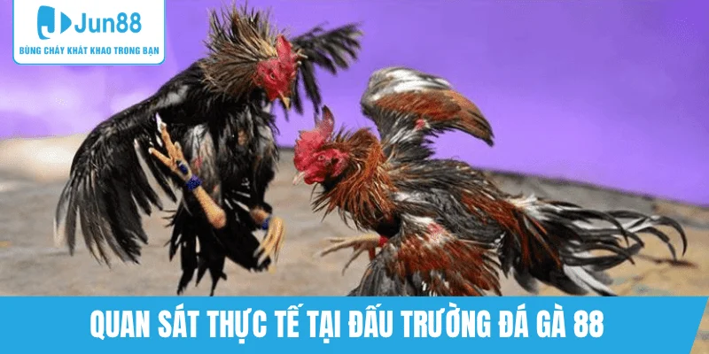 trai-nghiem-thuc-te-truong-dau-da-ga-88